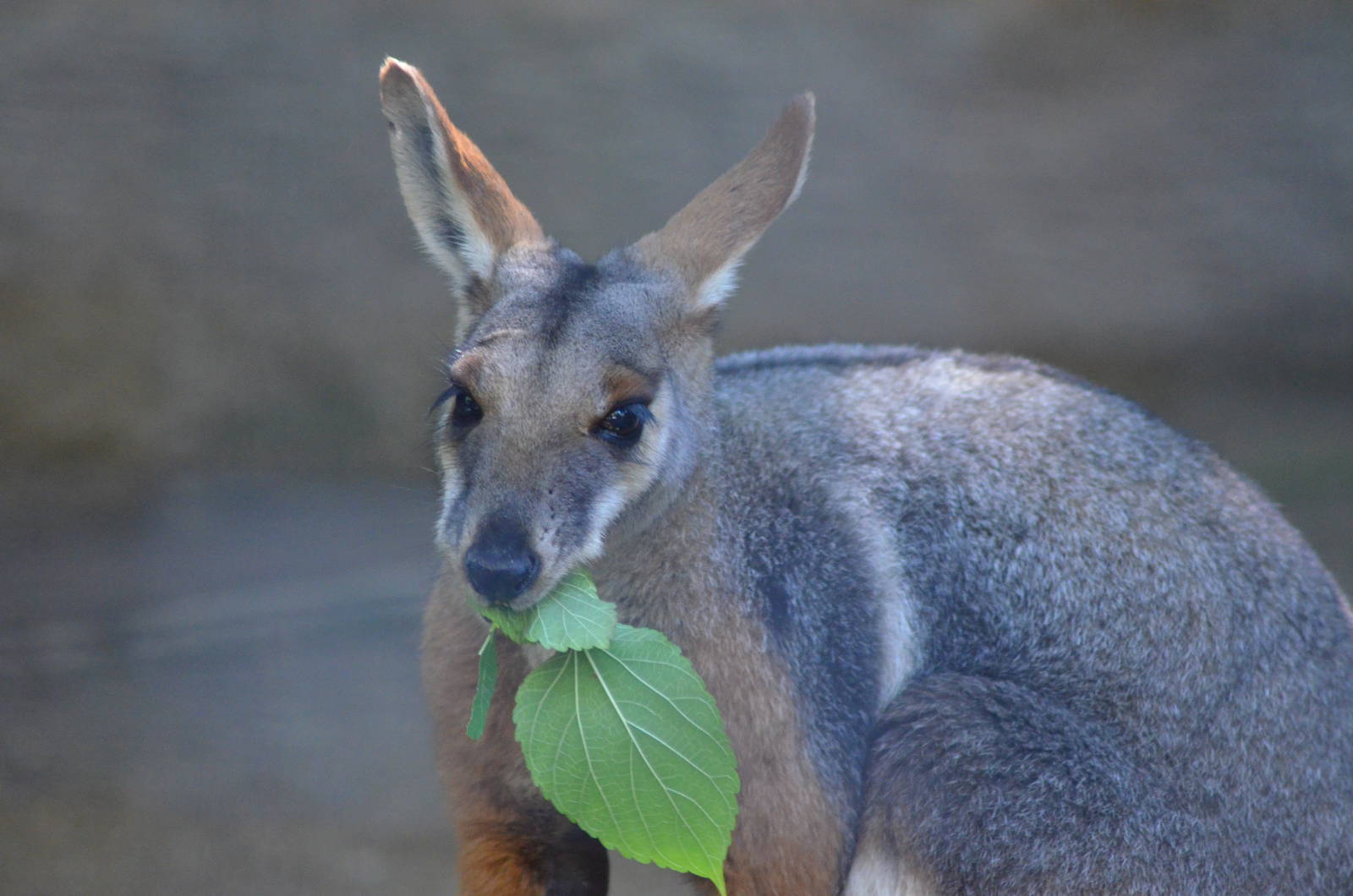 Yellow-footed Rock Wallaby