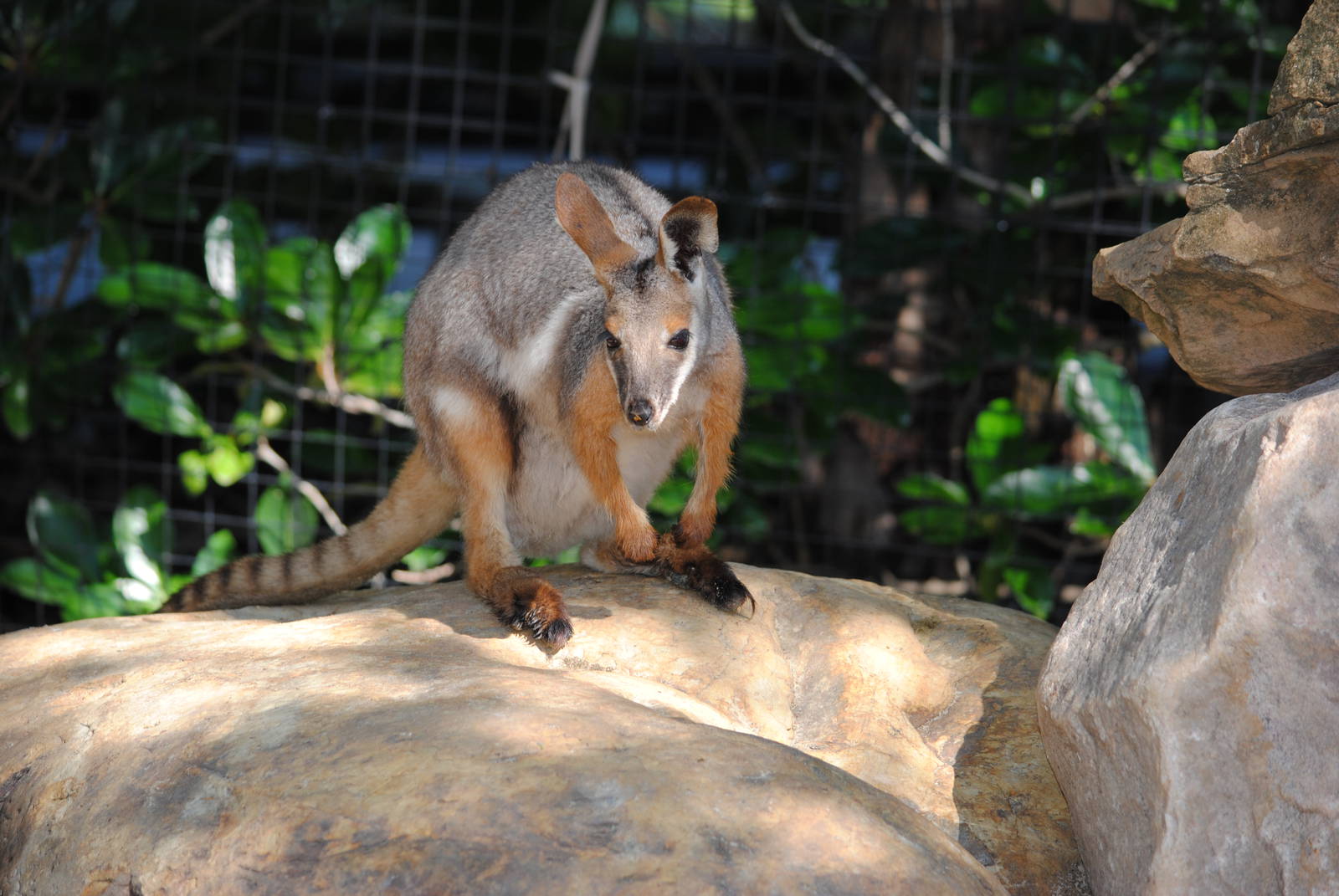 Yellow-footed Rock Wallaby