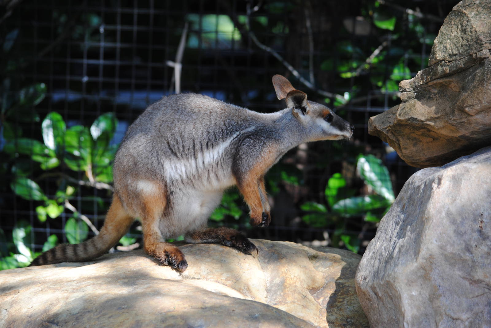 Yellow-footed Rock Wallaby
