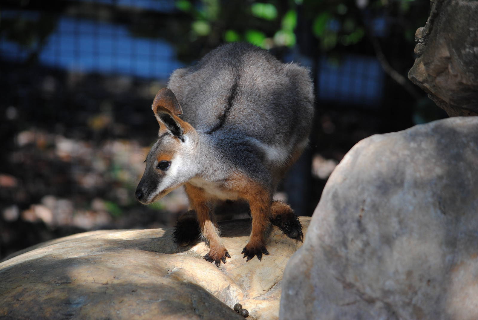 Yellow-footed Rock Wallaby