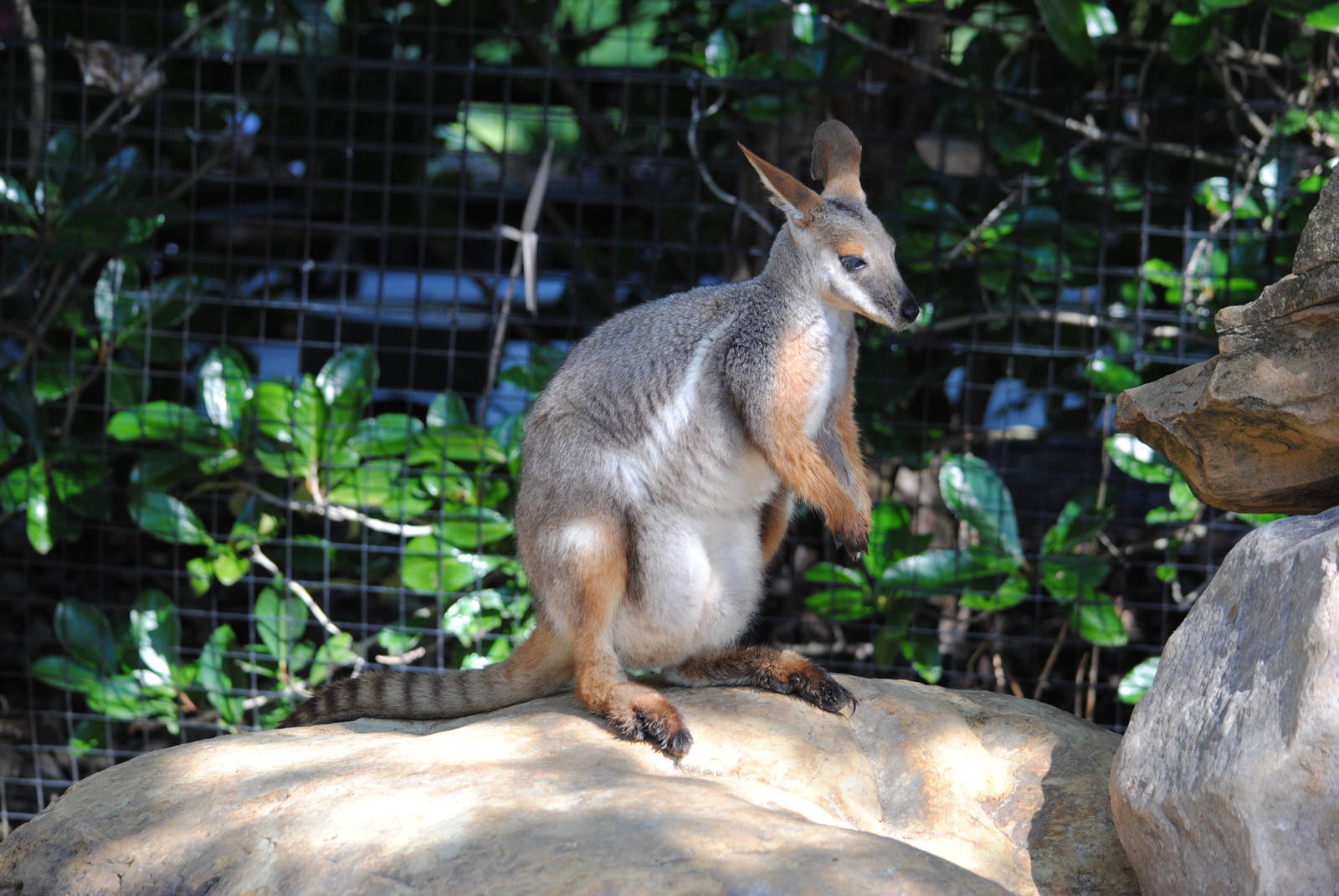 Yellow-footed Rock Wallaby