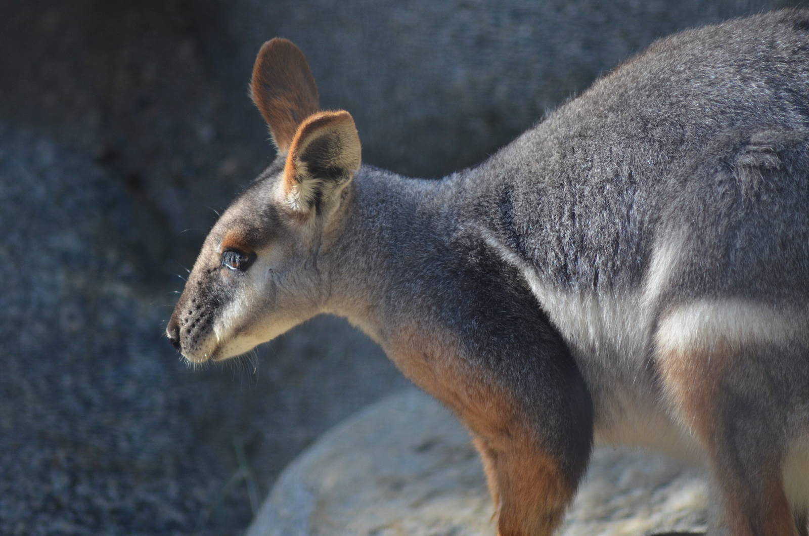 Yellow-footed Rock Wallaby