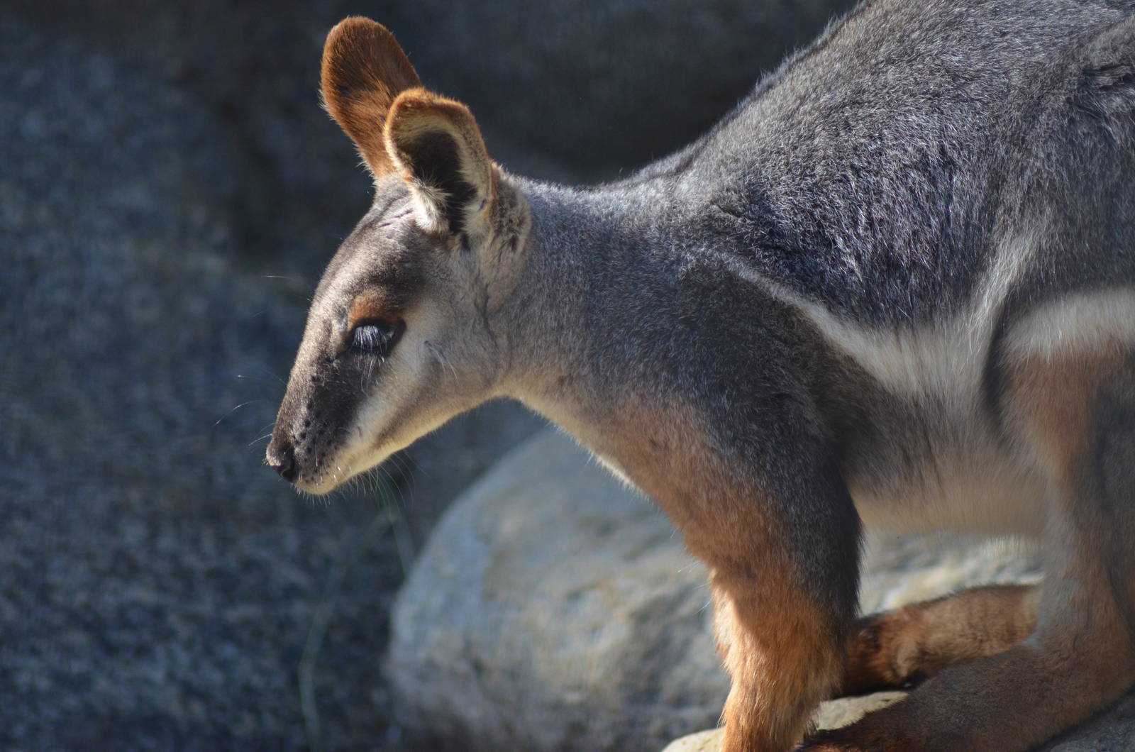 Yellow-footed Rock Wallaby
