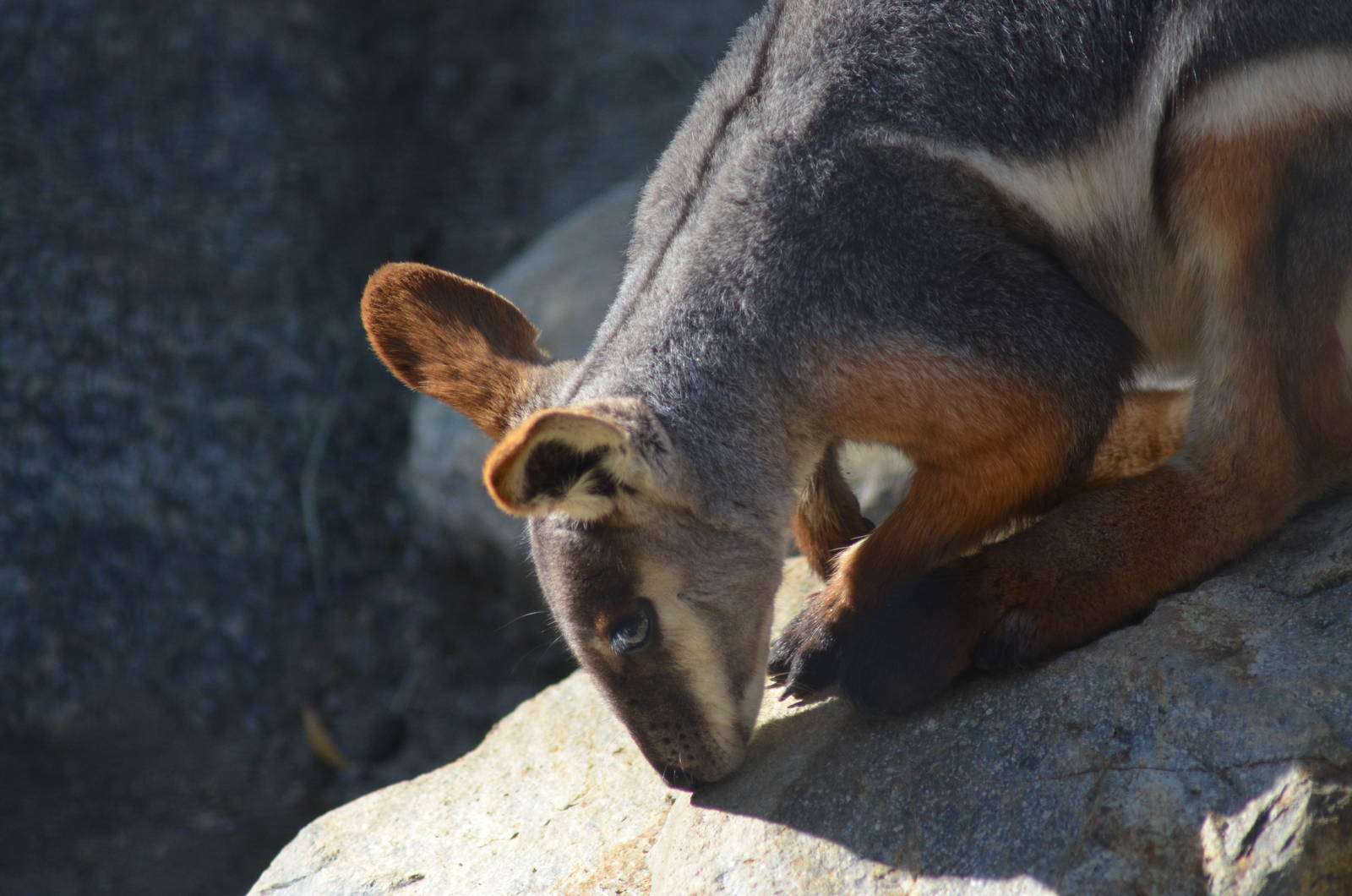 Yellow-footed Rock Wallaby