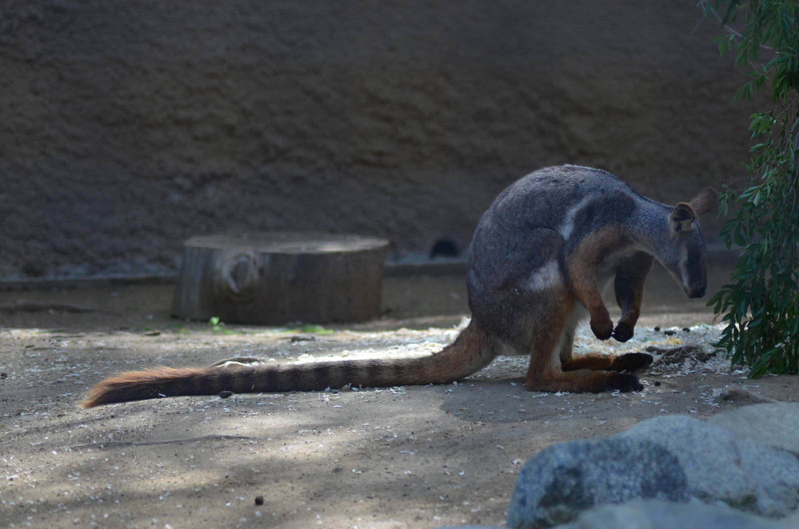 Yellow-footed Rock Wallaby