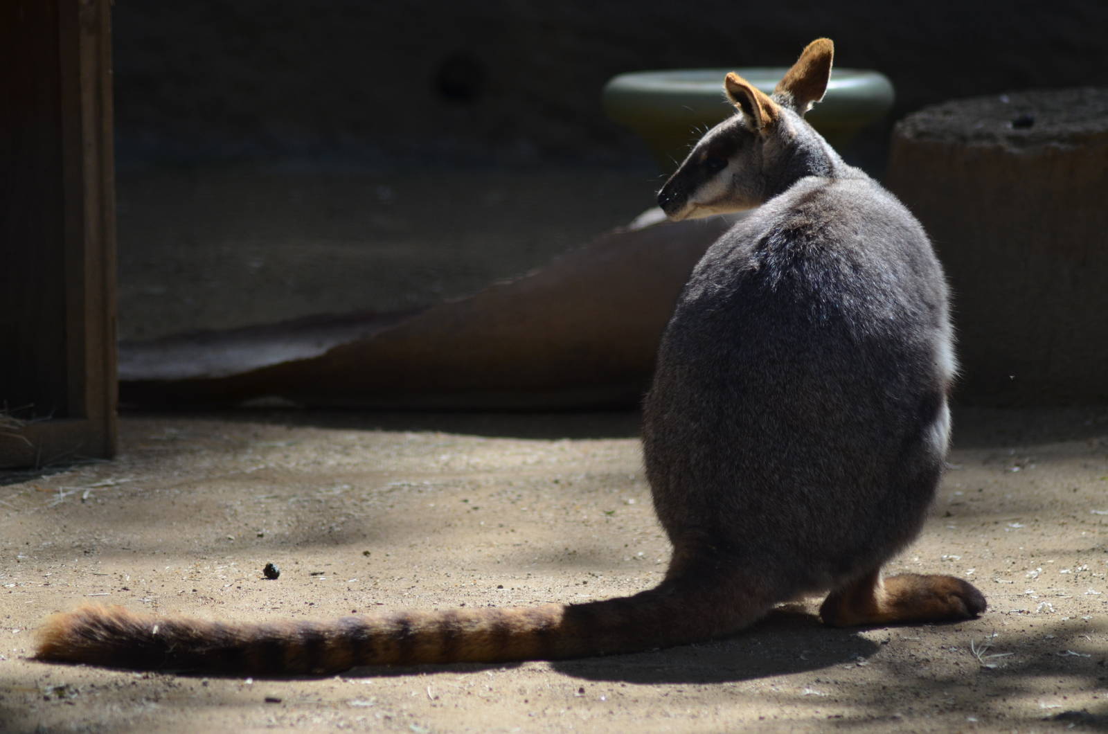 Yellow-footed Rock Wallaby