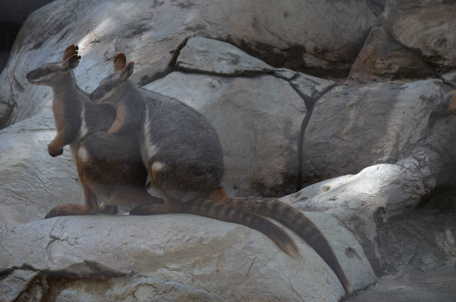 Yellow-footed Rock Wallaby