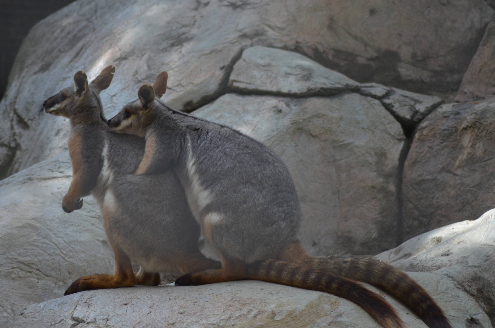 Yellow-footed Rock Wallaby