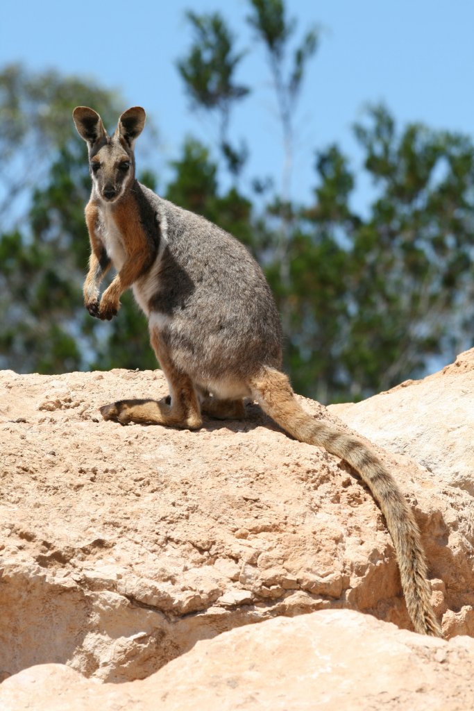 Yellow-footed Rock Wallaby