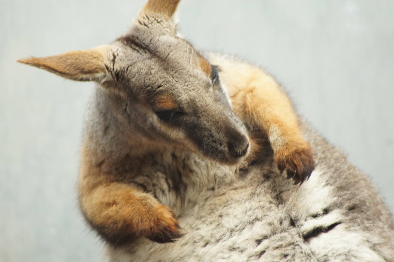Yellow Footed Rock Wallaby