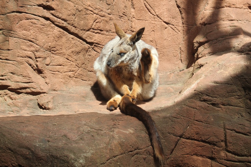 Yellow-footed Rock Wallaby