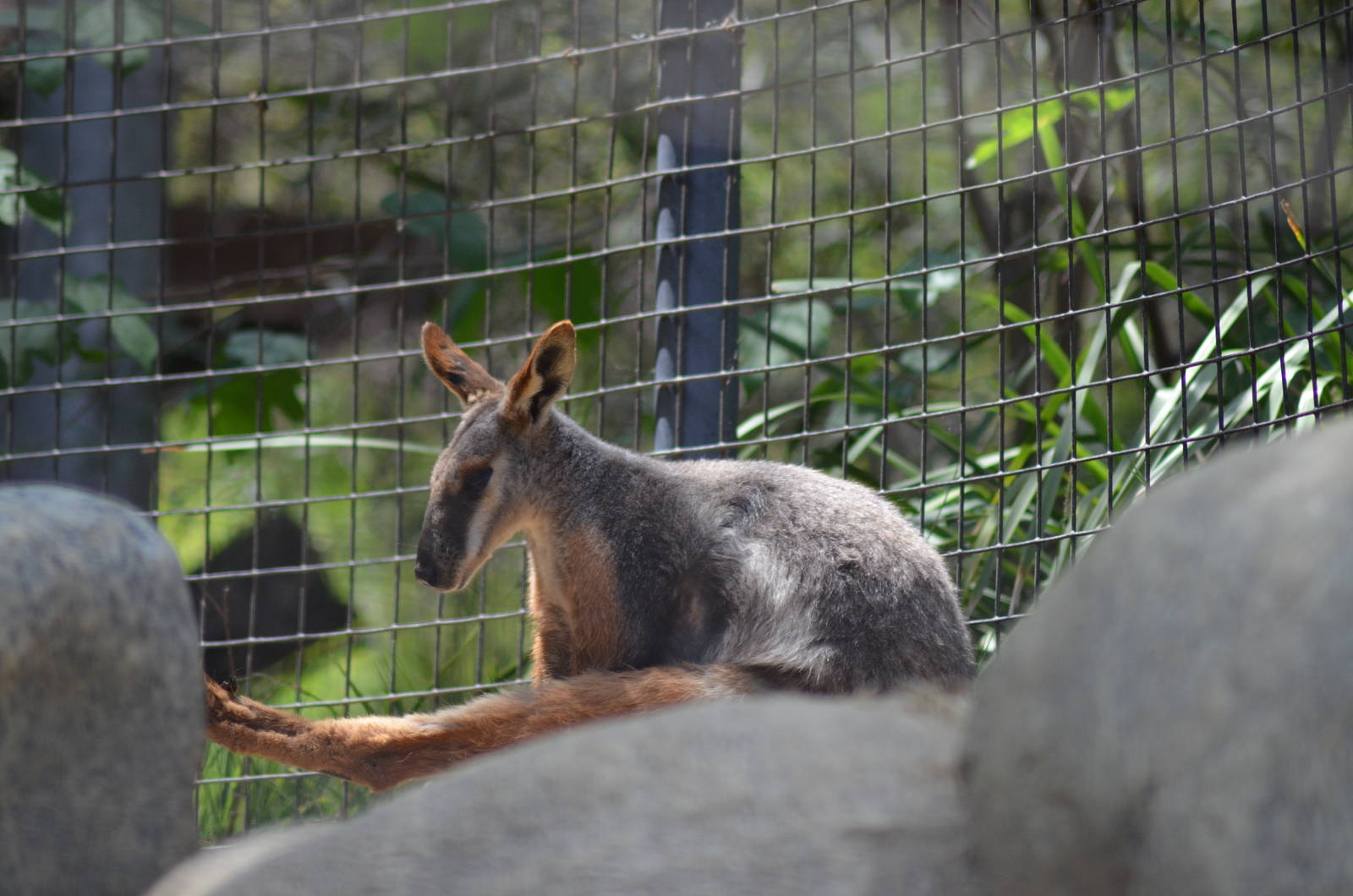 Yellow-footed Rock Wallaby