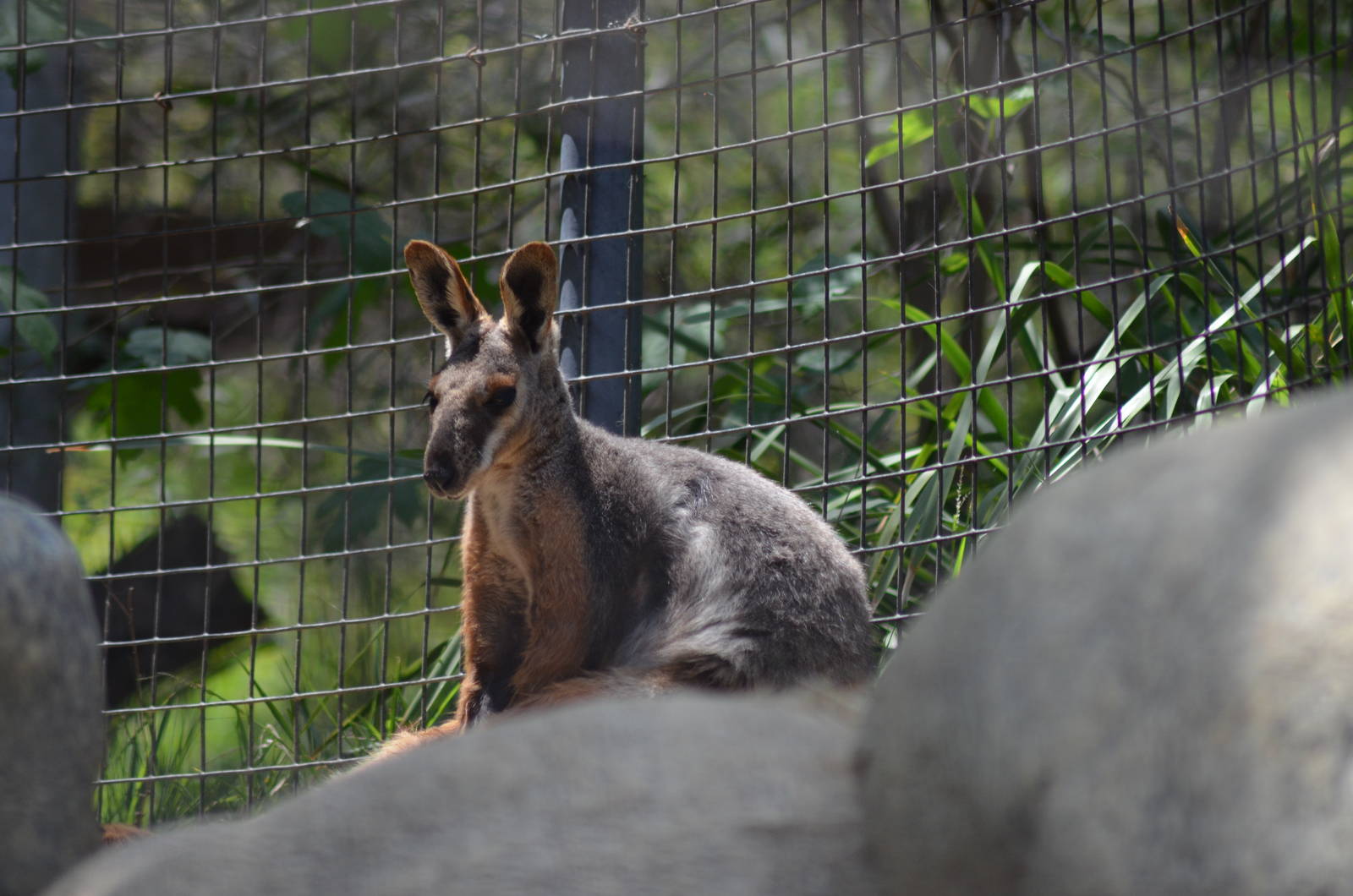 Yellow-footed Rock Wallaby