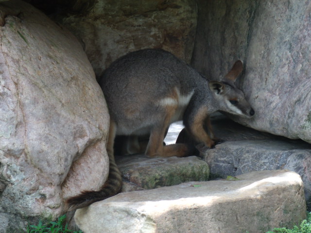 Yellow-Footed Rock-Wallaby
