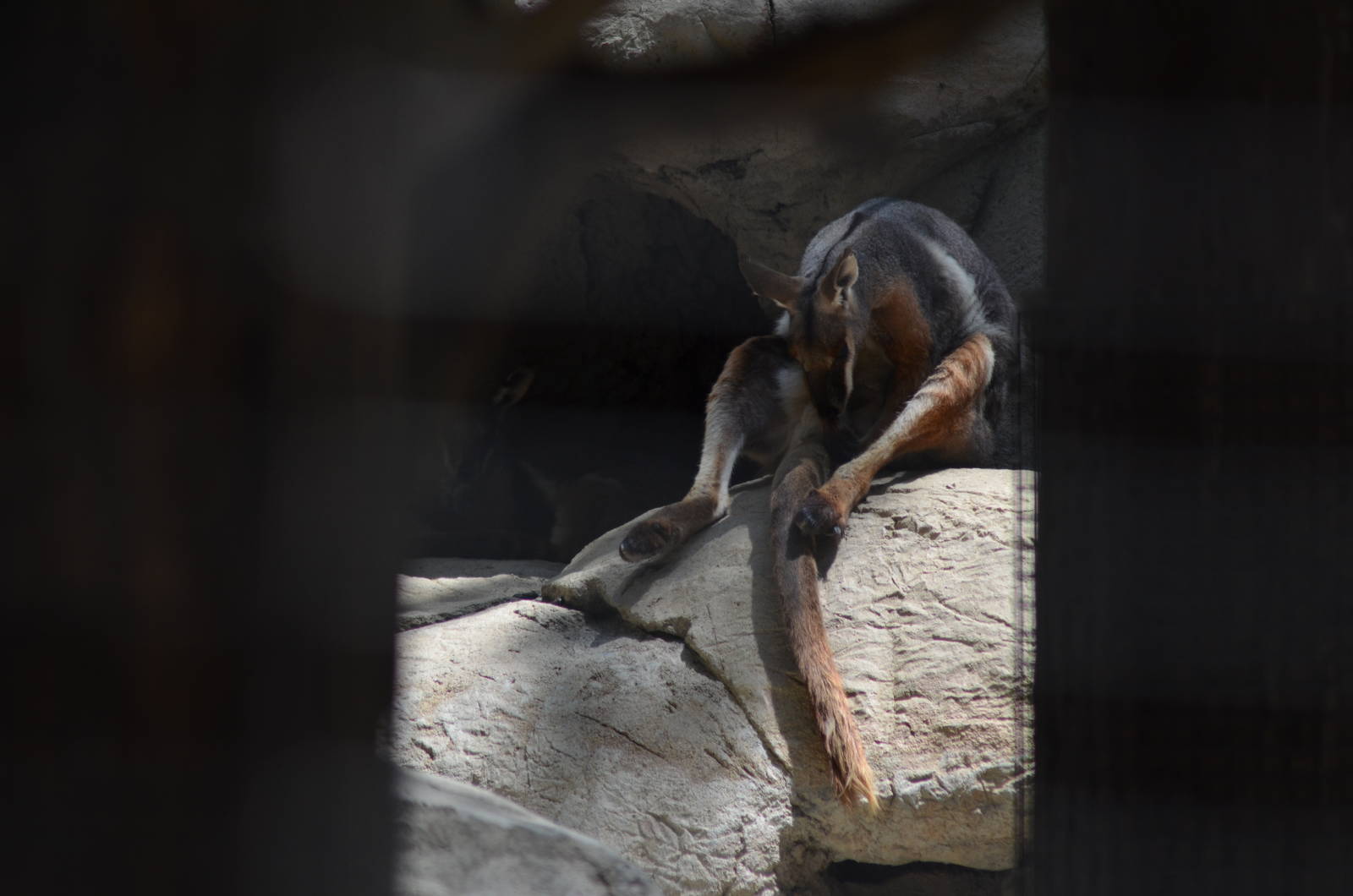 Yellow-footed Rock Wallaby