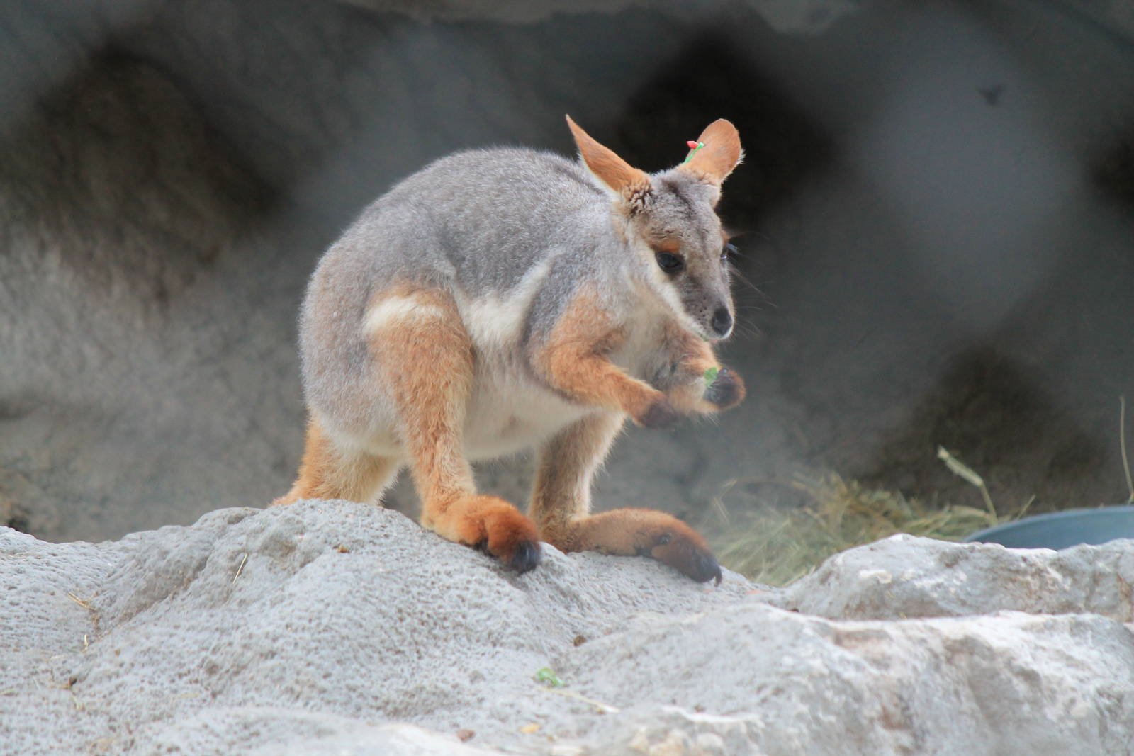 Yellow-Footed Rock Wallaby