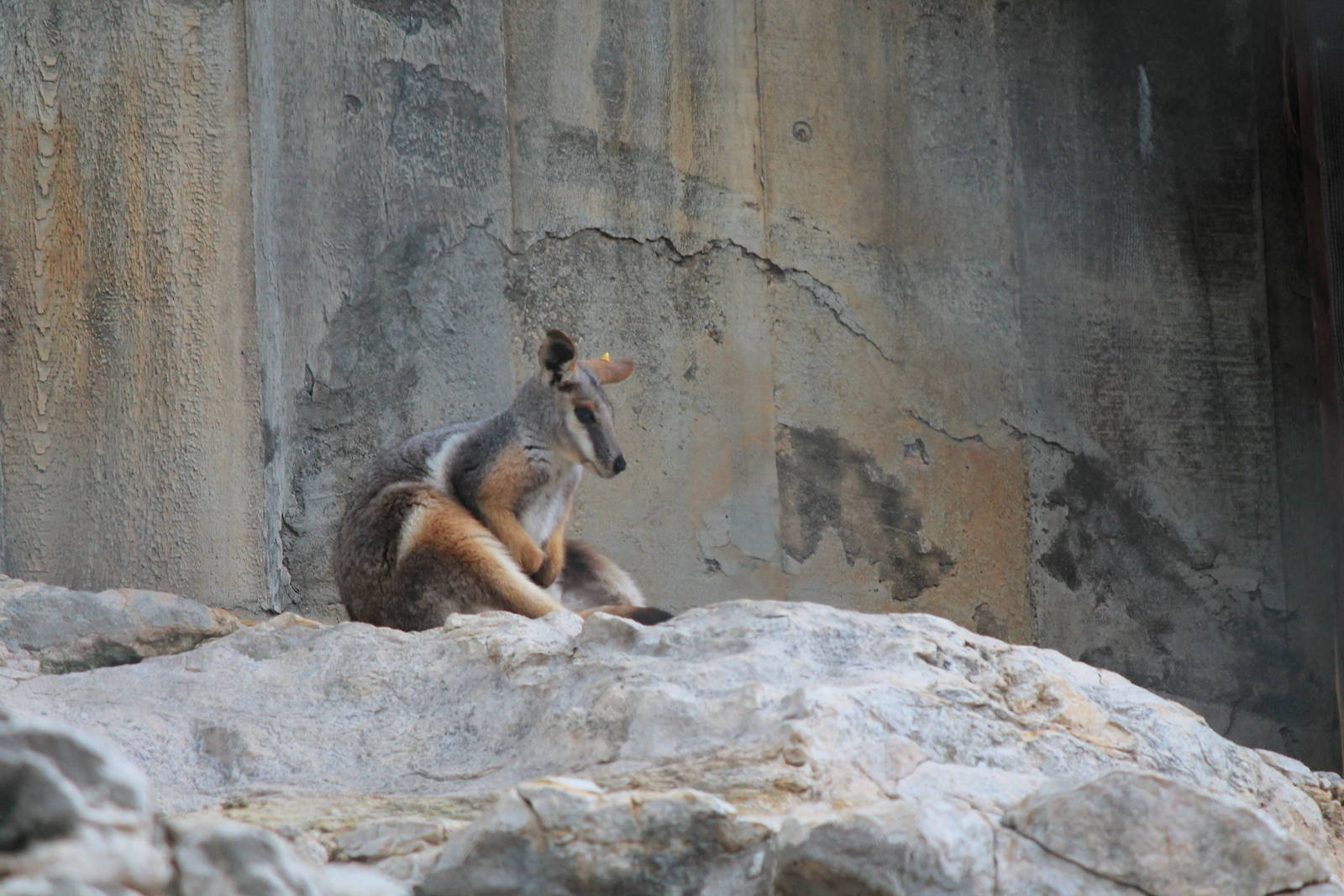 Yellow-Footed Rock Wallaby