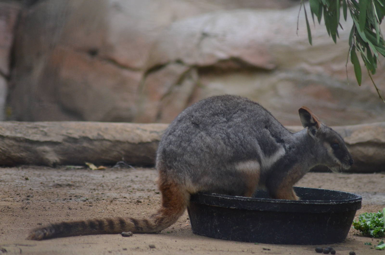 Yellow-footed Rock Wallaby