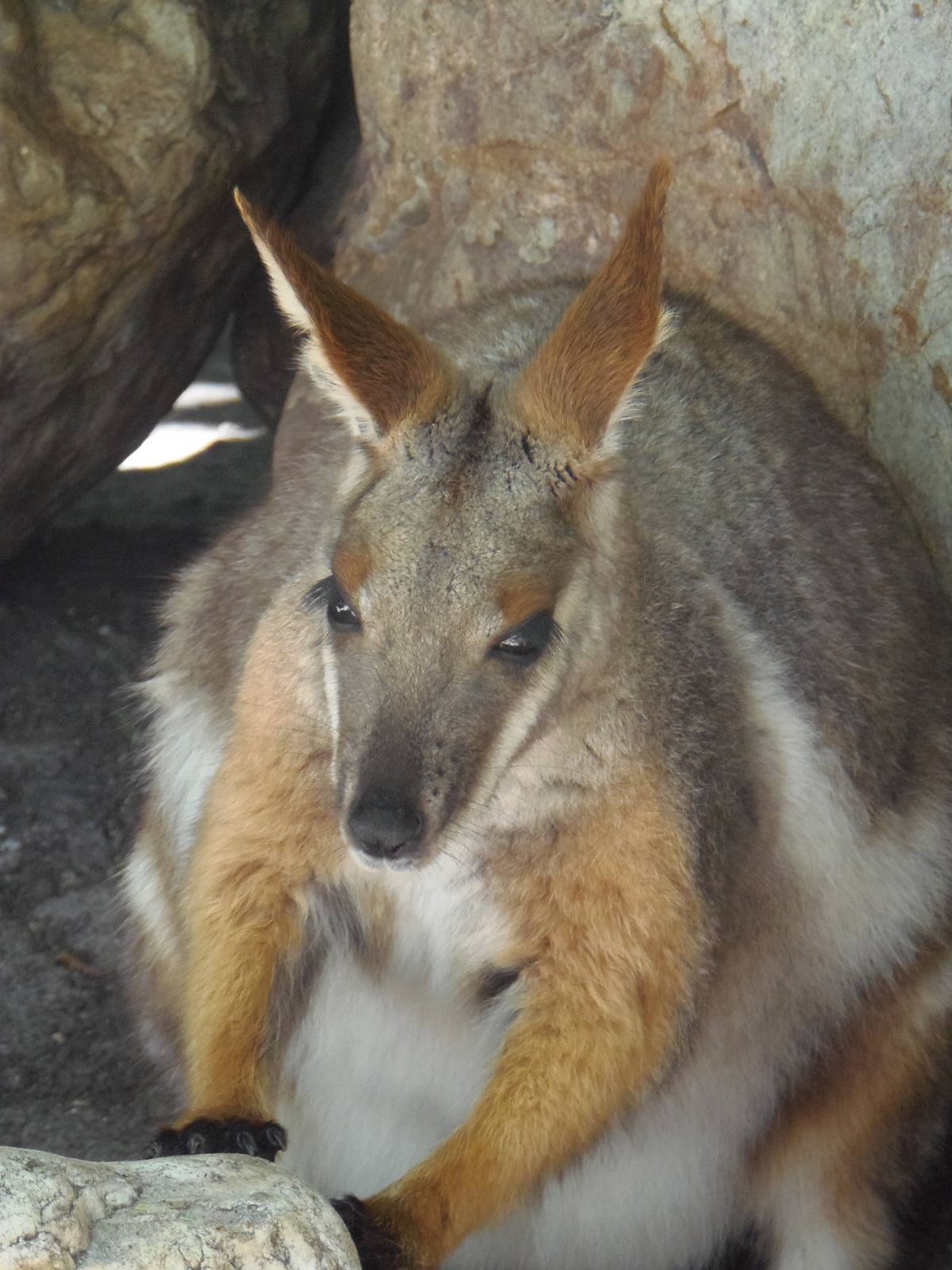 Yellow-Footed Rock Wallaby