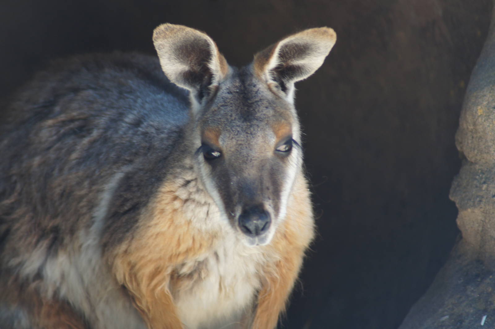 Yellow footed rock wallaby