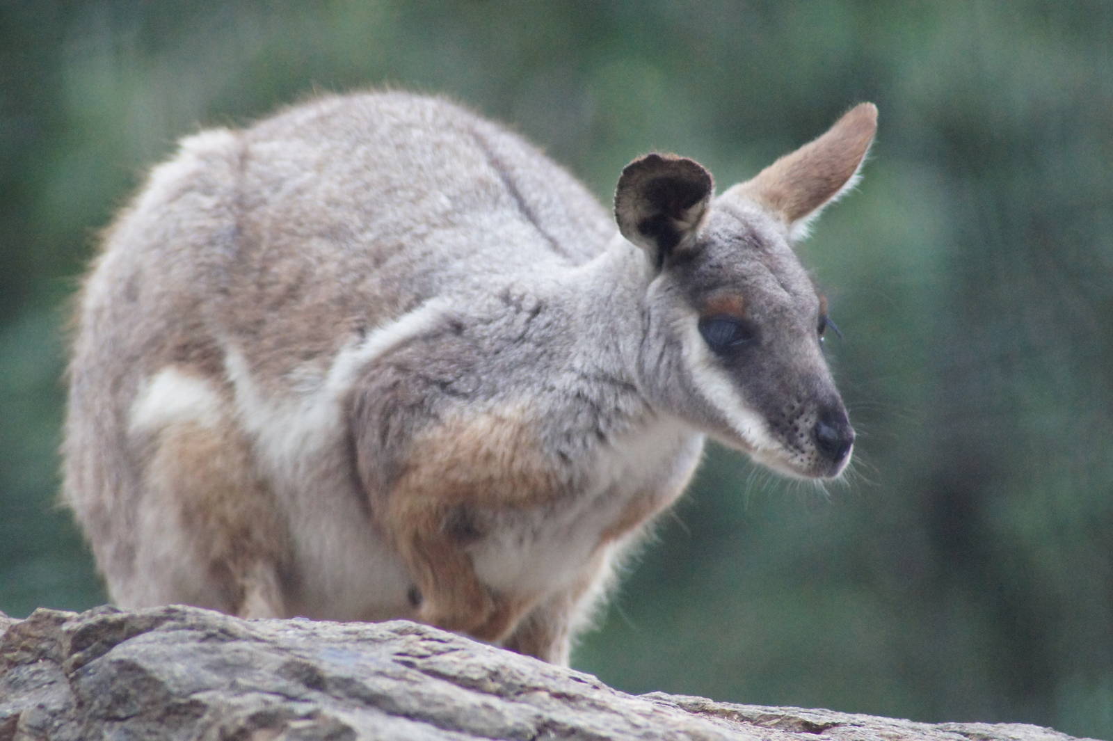 Yellow-footed rock wallaby