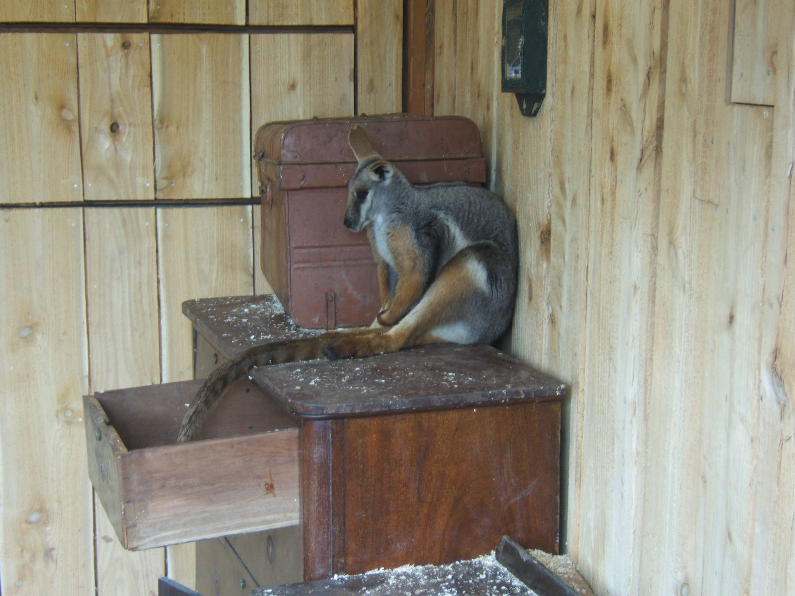 Yellow-footed Rock Wallaby