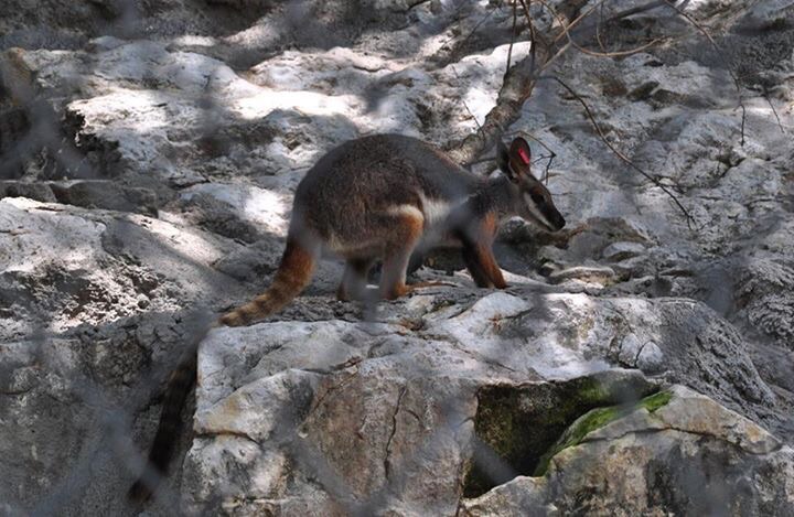 Yellow-footed Rock Wallaby