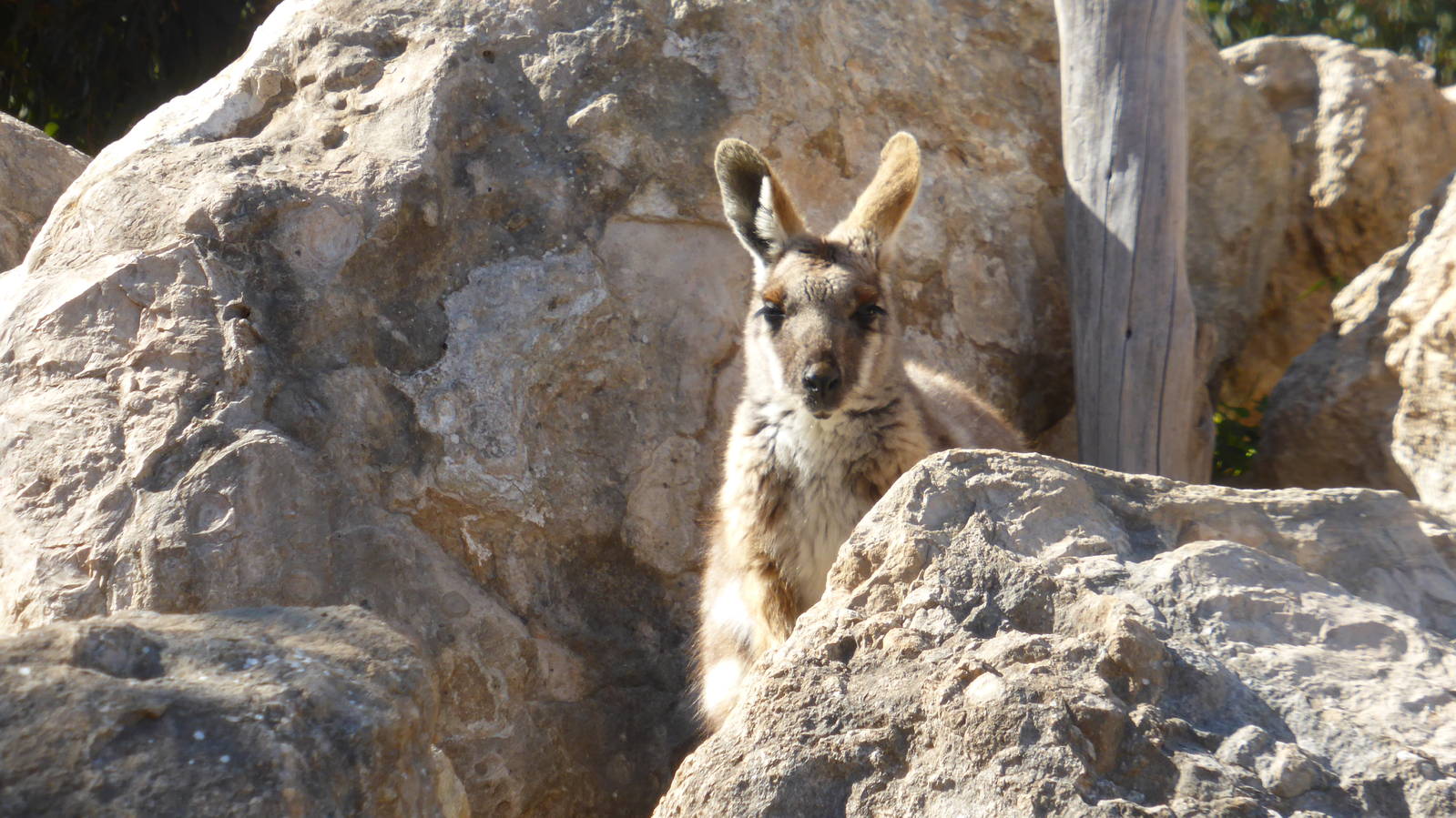 Yellow-footed Rock Wallaby