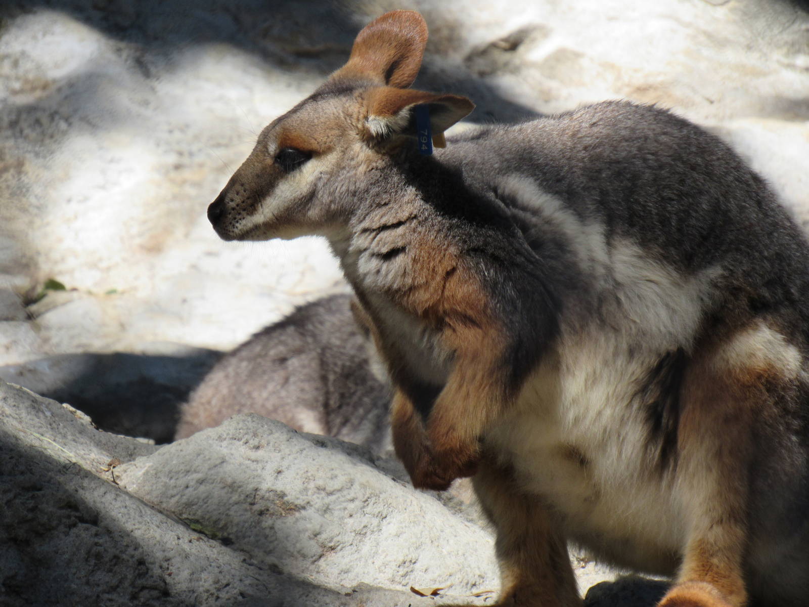 Yellow Footed Rock Wallaby