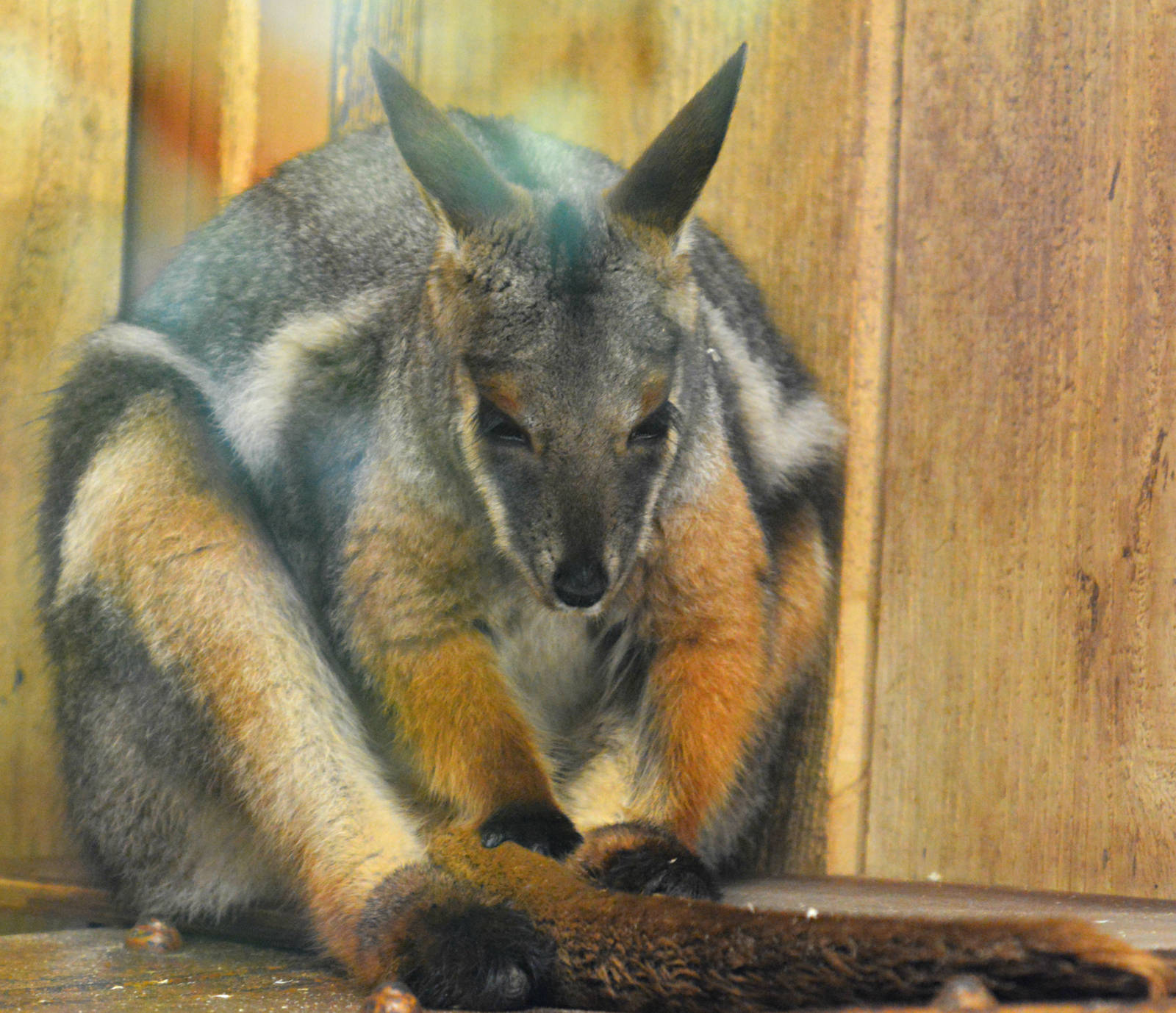 YELLOW FOOTED ROCK WALLABY