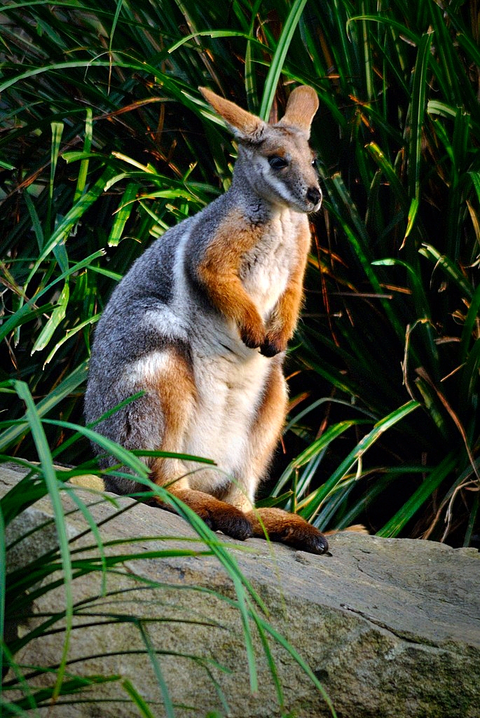 Yellow-footed rock-wallaby
