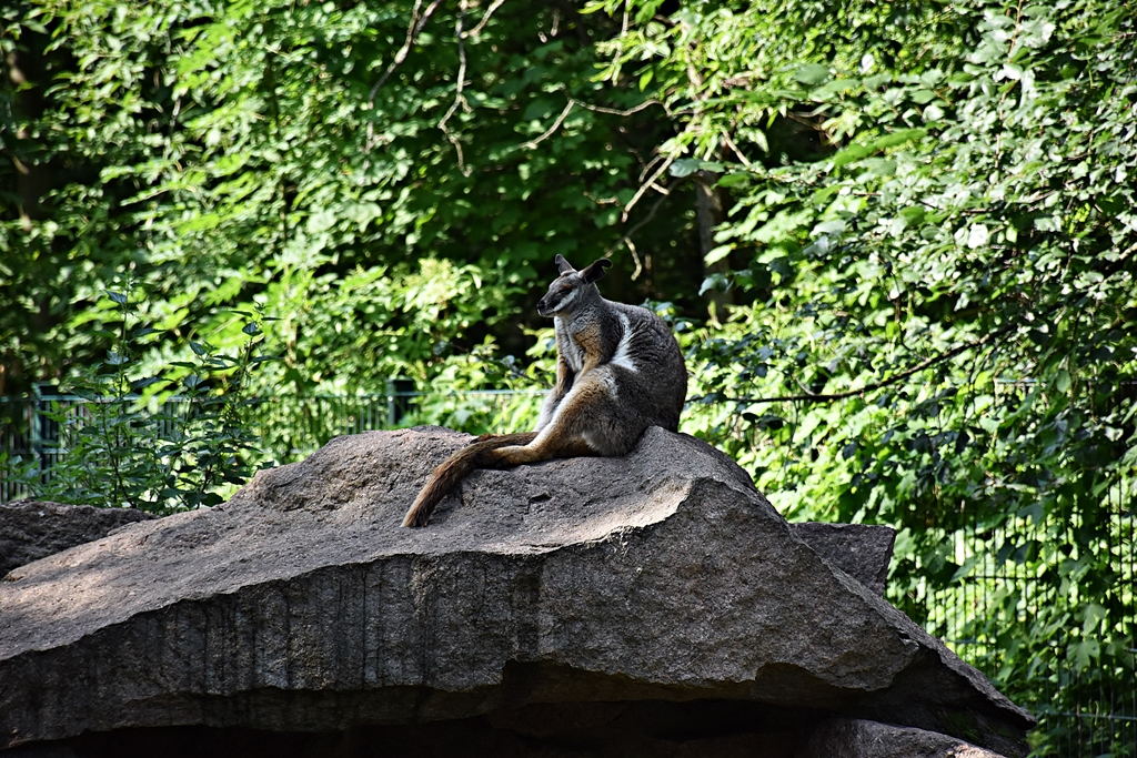 Yellow-footed rock-wallaby