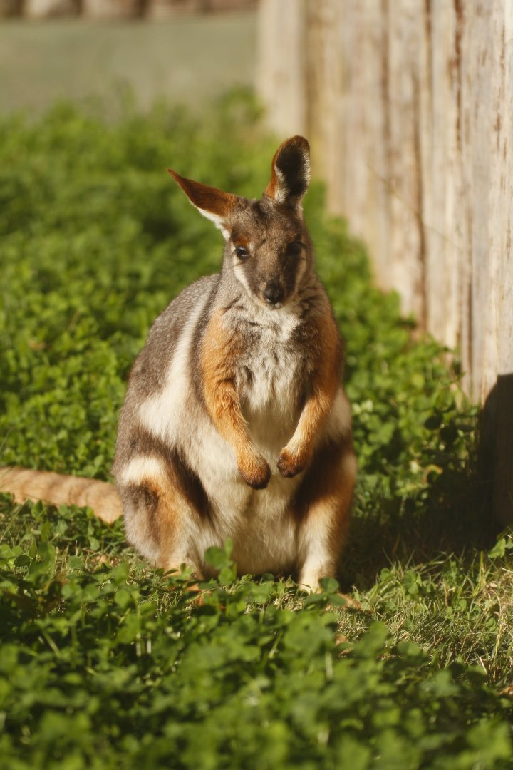Yellow-footed rock wallaby