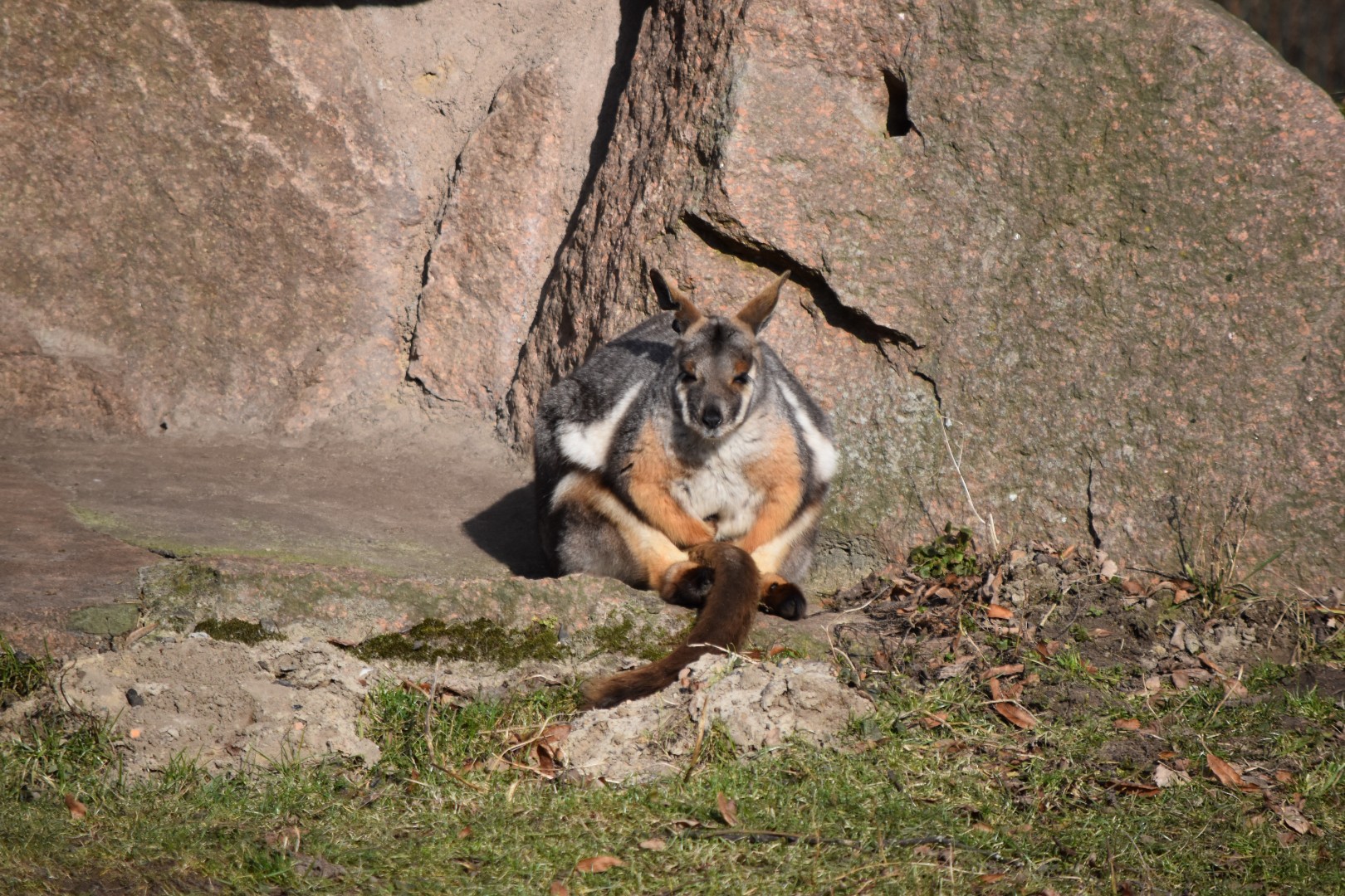 Yellow-footed rock wallaby