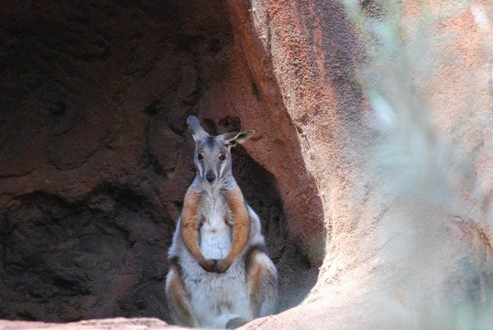 Yellow-Footed Rock Wallaby