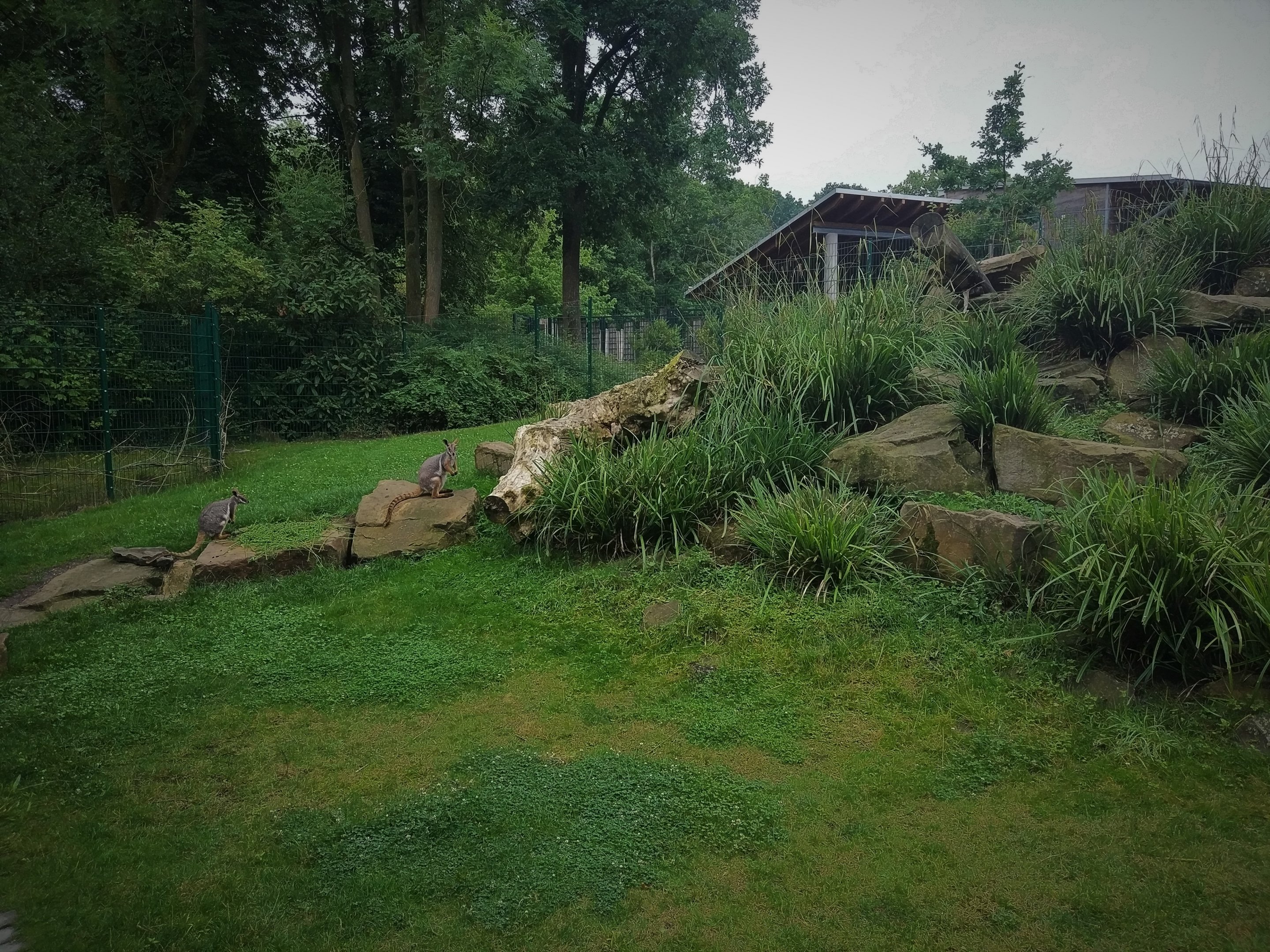 Yellow-footed Rock Wallaby