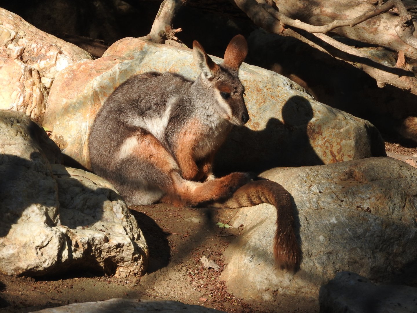 Yellow-footed Rock Wallaby