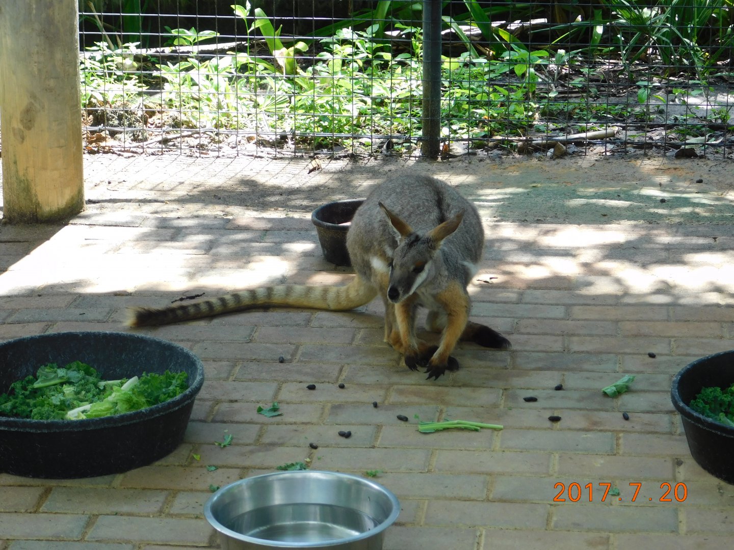 Yellow-Footed Rock Wallaby