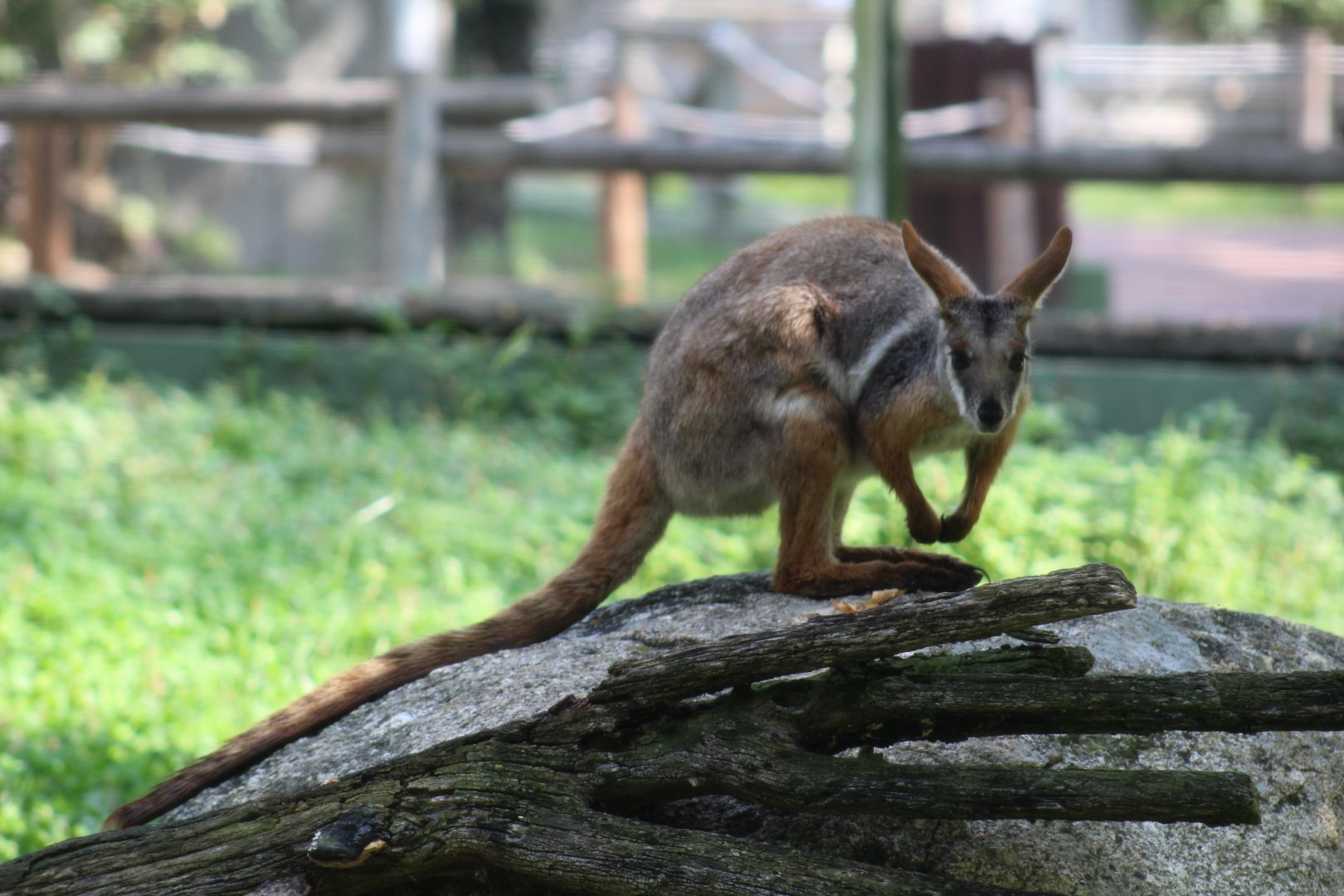 Yellow-Footed Rock-Wallaby