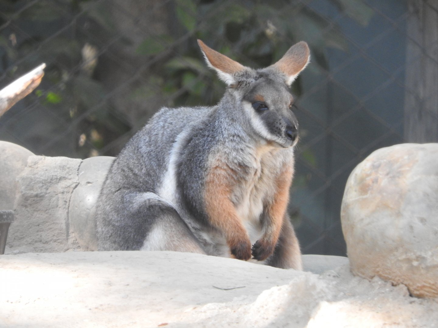 Yellow-footed Rock Wallaby