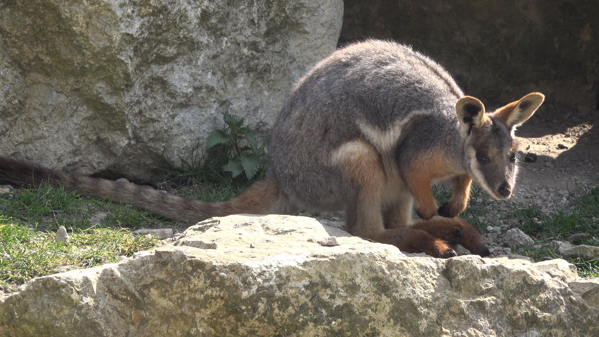 Yellow-footed rock-wallaby