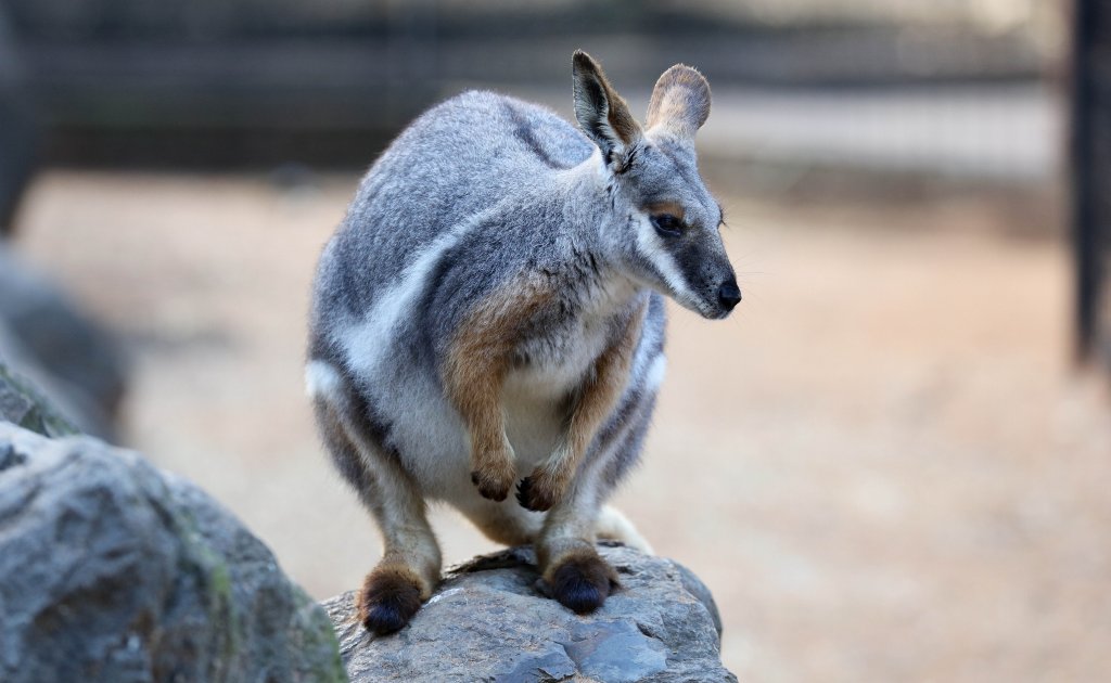 Yellow-footed Rock Wallaby