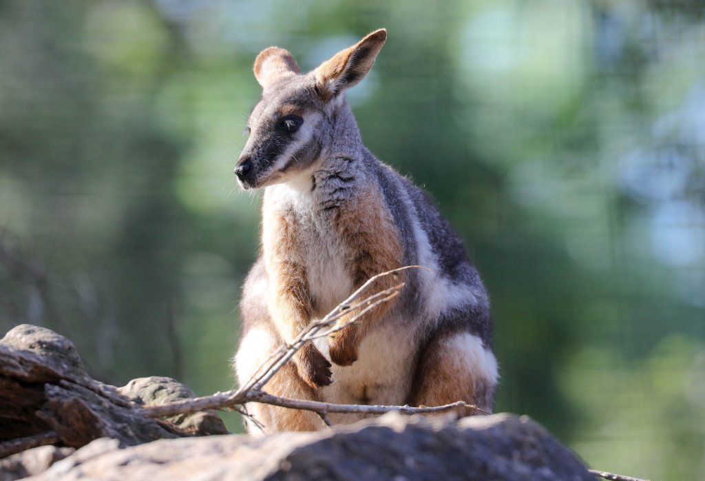 Yellow-footed Rock Wallaby