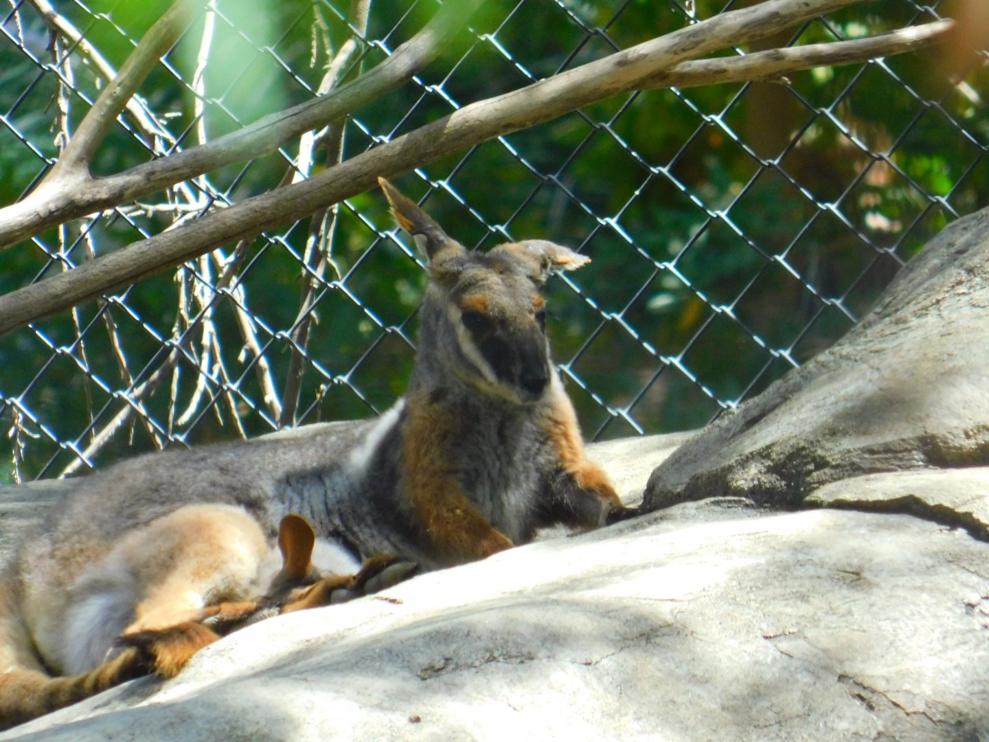 Yellow Footed Rock Wallaby
