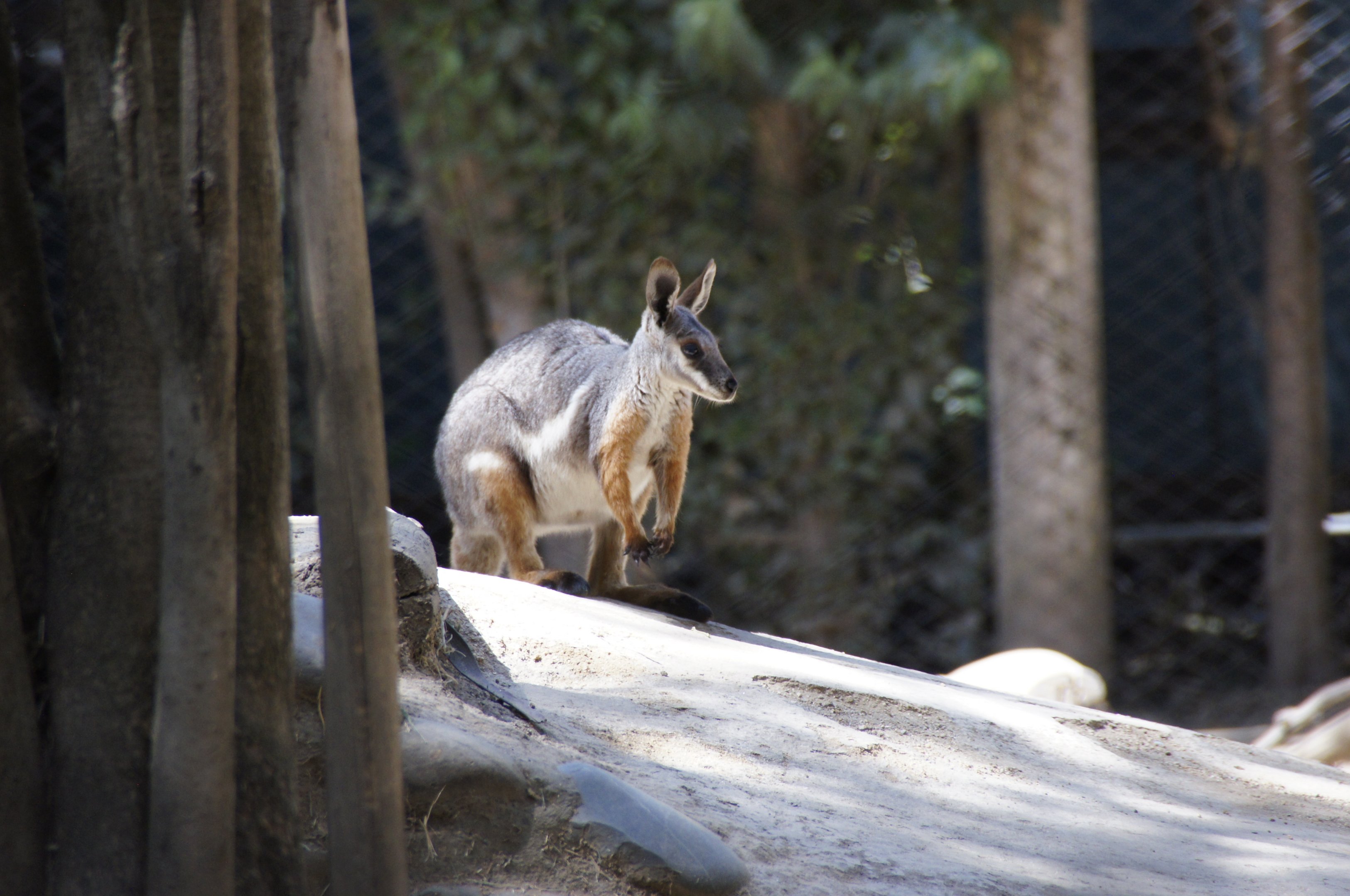 Yellow-Footed Rock Wallaby