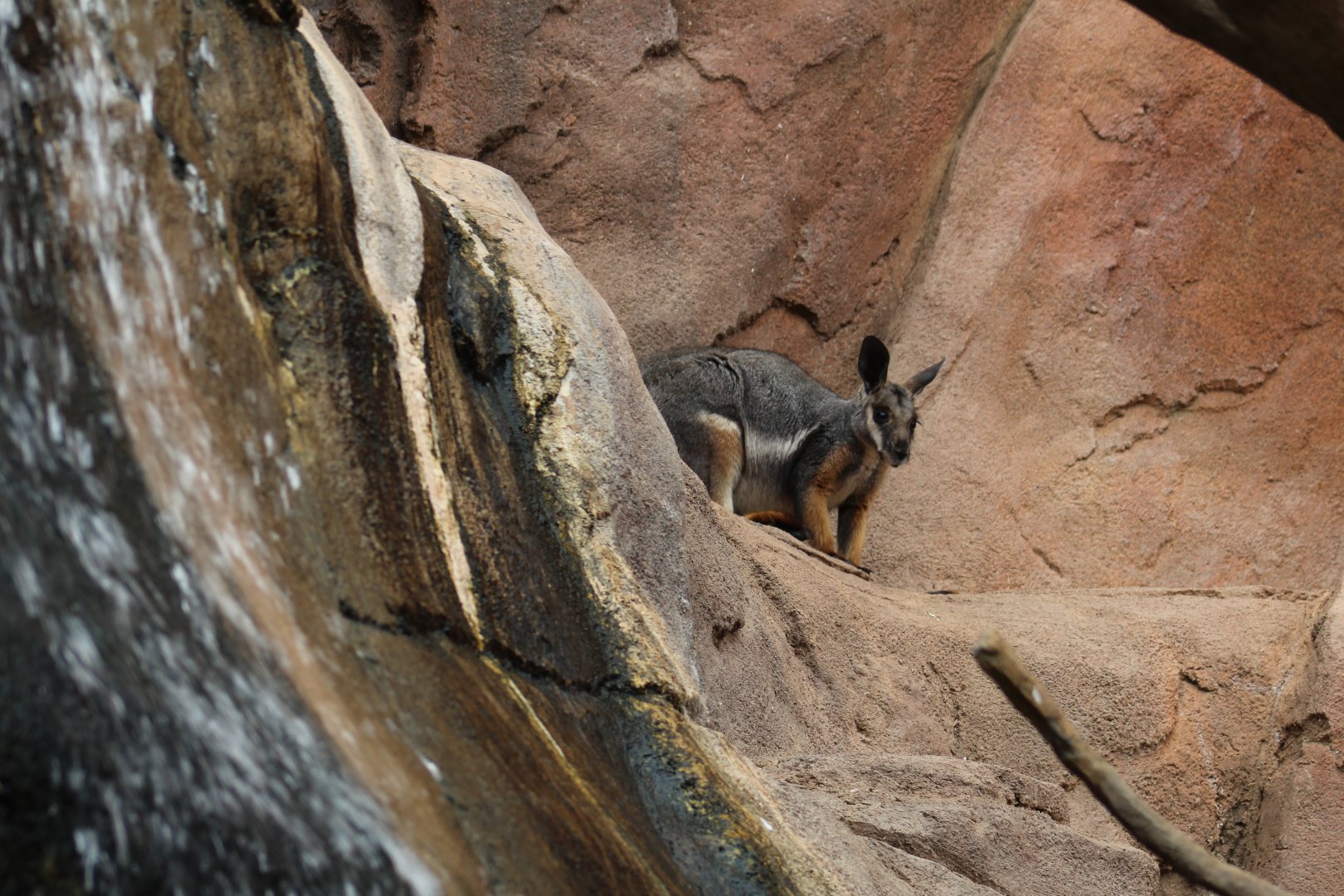 Yellow-Footed Rock-Wallaby