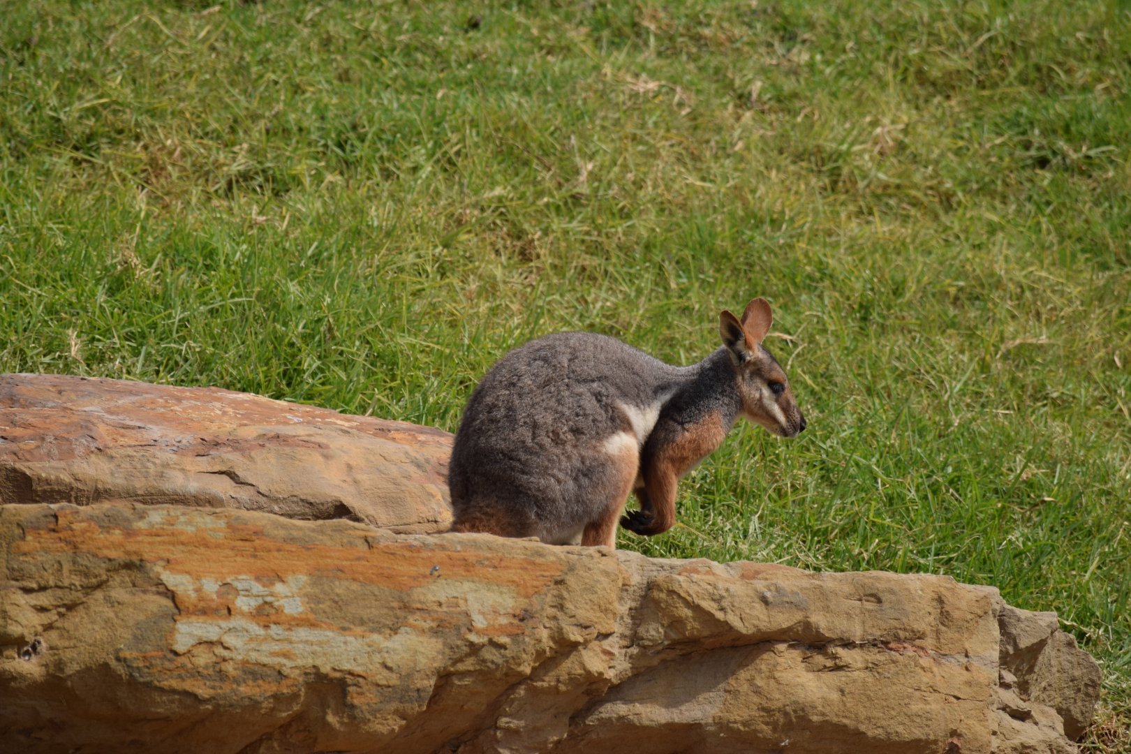 Yellow-footed Rock Wallaby