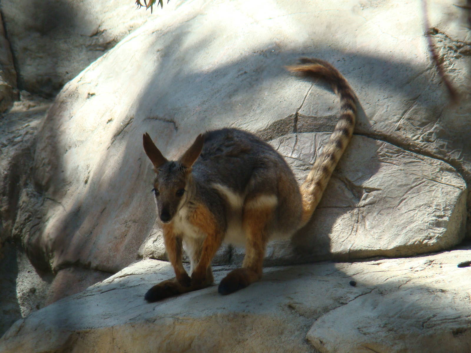 Yellow-footed Rock Wallaby