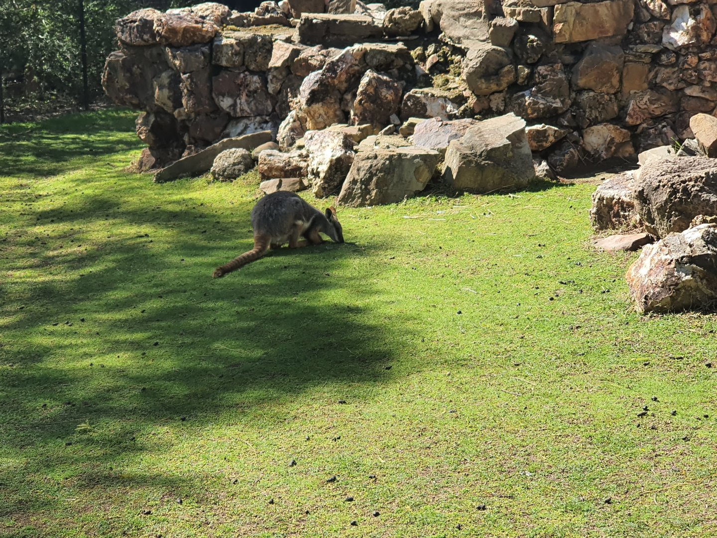 Yellow Footed Rock Wallaby