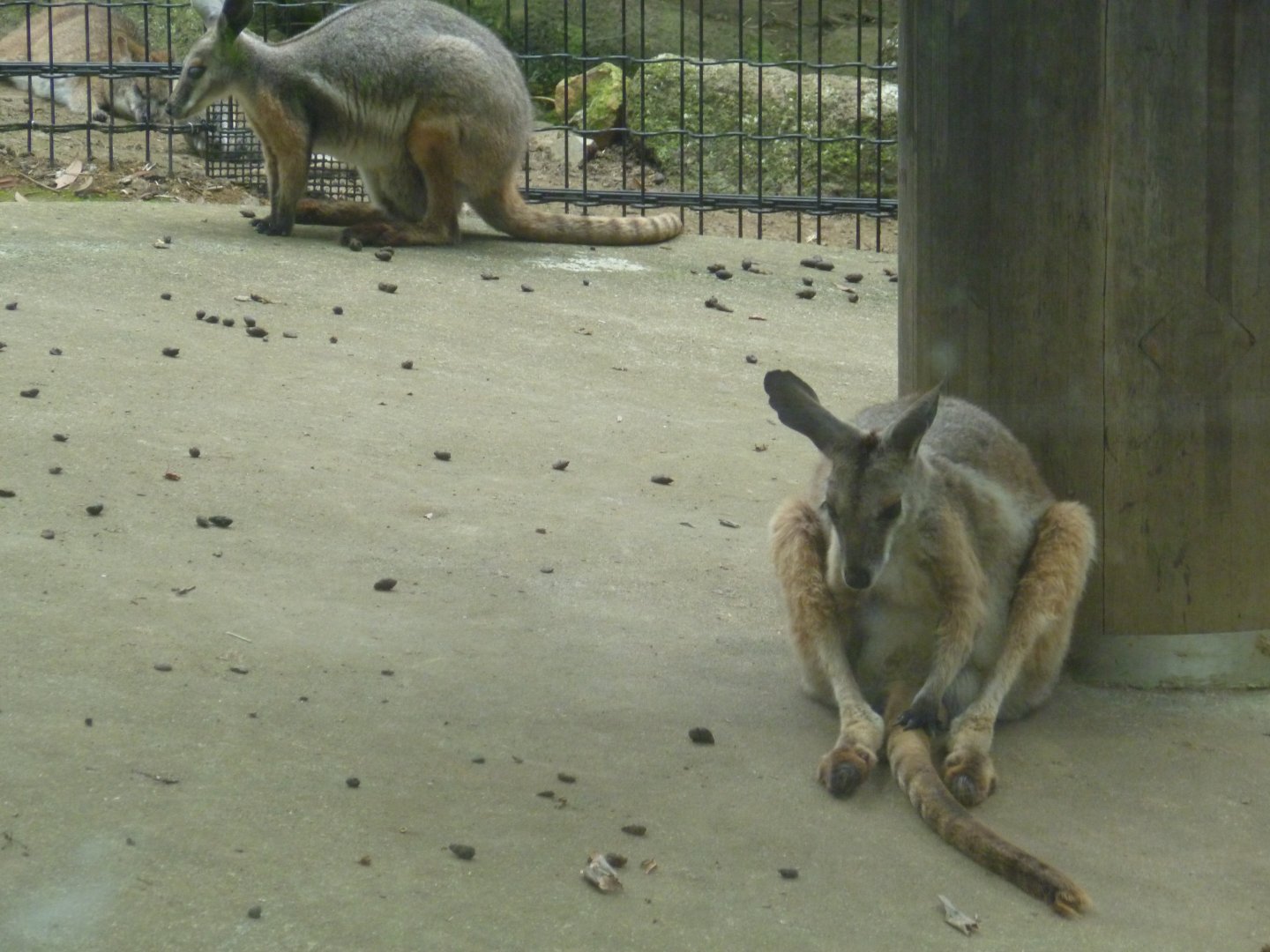 Yellow-footed rock wallaby
